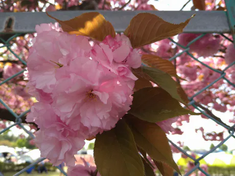 日曜日の…/矢島　茉奈香