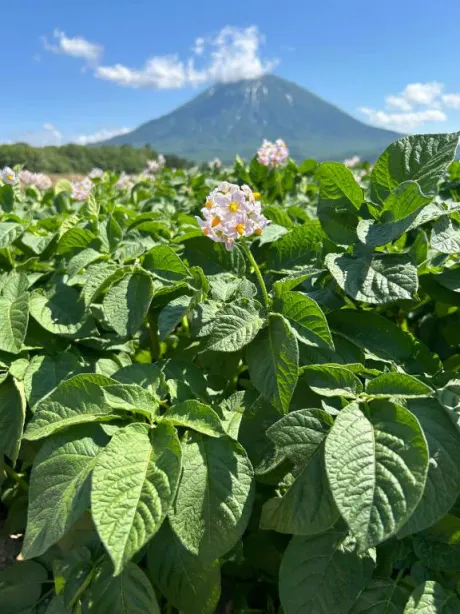 おしまい🌼/つき