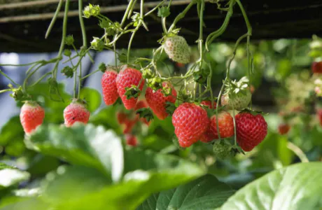 🍓/あやか