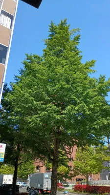 ゆうな 奥様仙台人妻セレブリティー