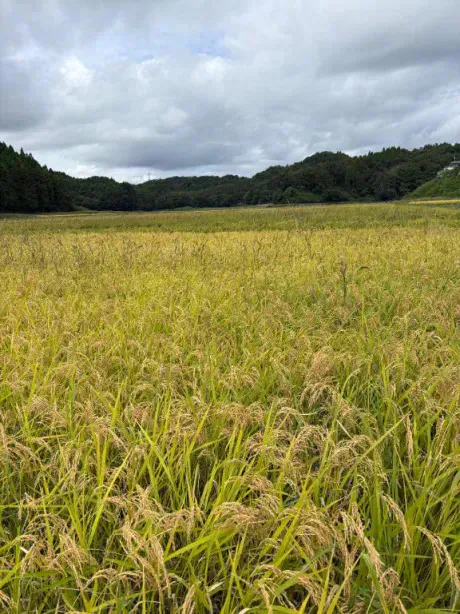 あずのブログ 仙台を🌾