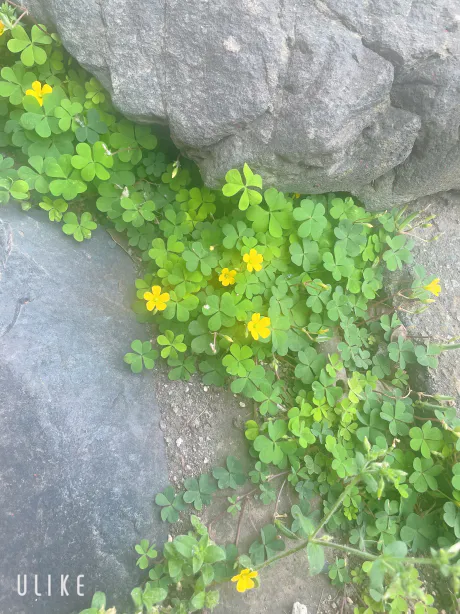 小さいころ🍀✩.*˚