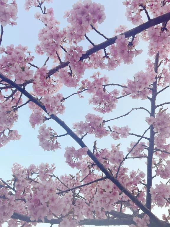 あいすダンシングおっぱいTEAM爆