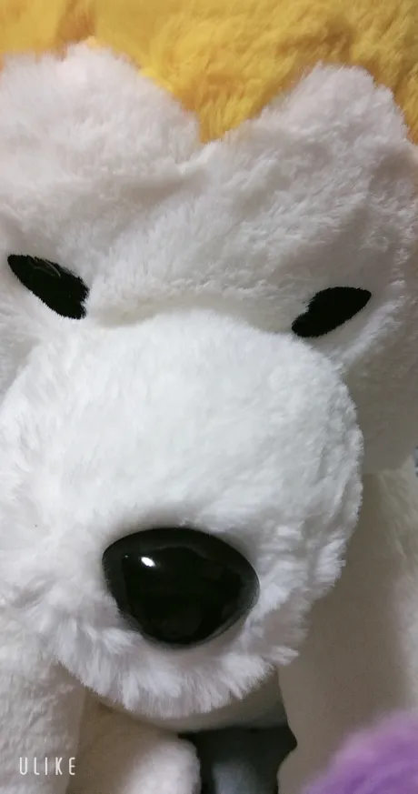 秋田犬🐶/業界初まりん(弘前)