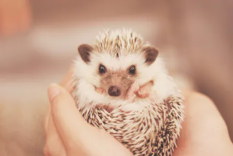 🦔今日は22:00~🦔