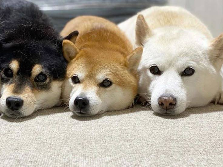 おはよう (*^^*)