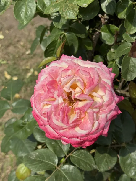 ありがとうございました ♡/わか【青森/大釈迦】 