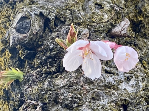 新人はるみ【青森】嗚呼45歳以上 青森店
