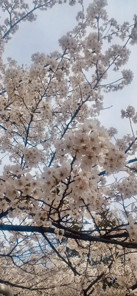 🌸満開🌸/☆はな奥様