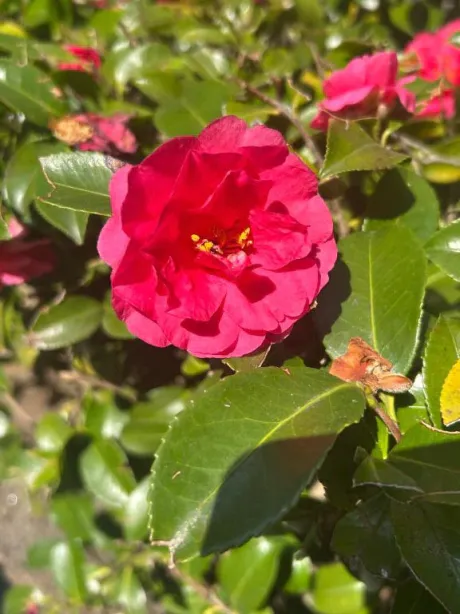 カンナ人妻生レンタルーNTRー