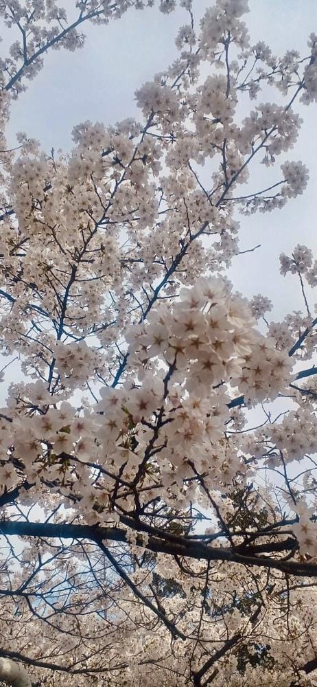 🌸満開🌸/☆はな奥様