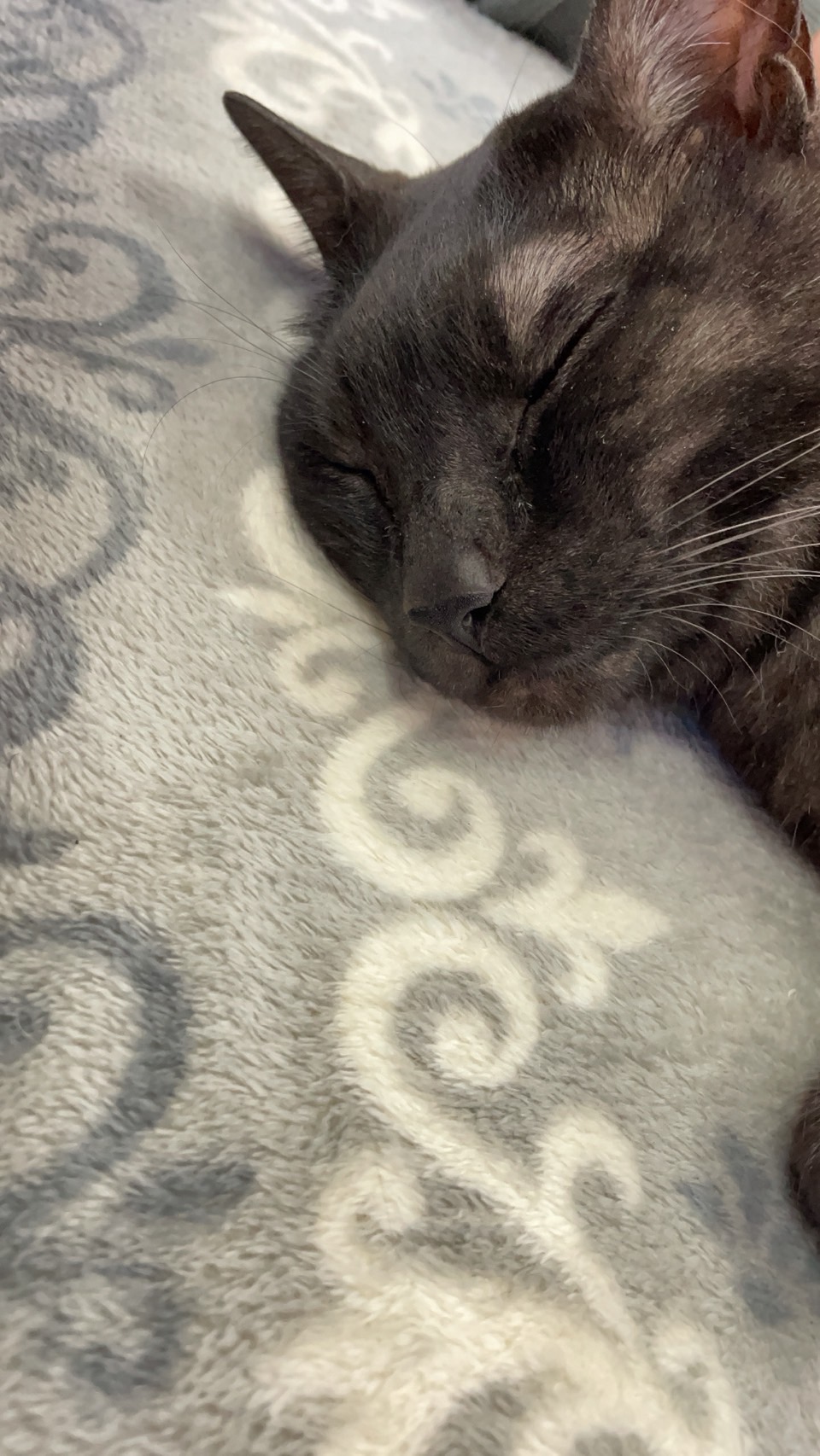 エロカワ かりんデリヘル八戸prime