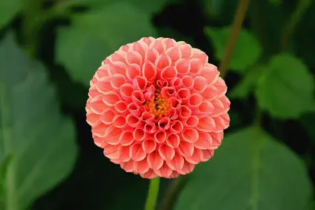 あず奥様メモリアル