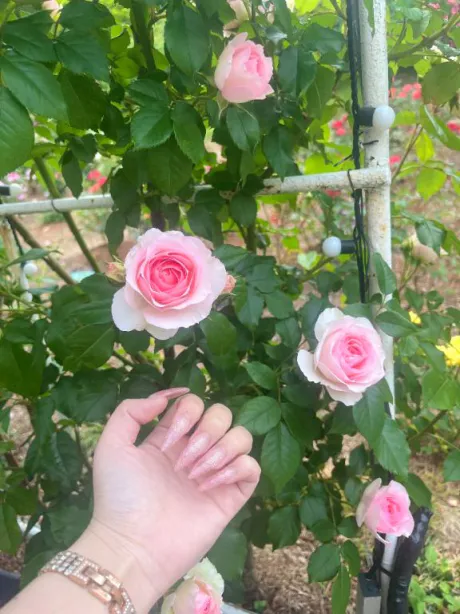 ♡たいきん♡/いずみ