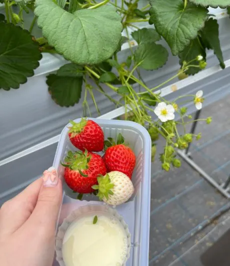 いちご🍓❤︎/カリン