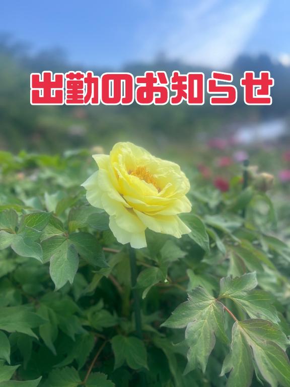 来週の出勤予定です
