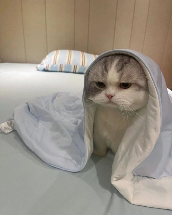 (´；ω；｀)
