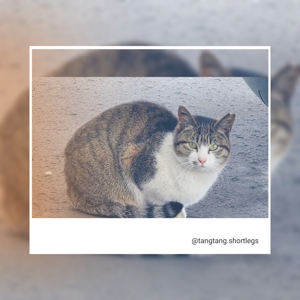 れいMrs クリエーション