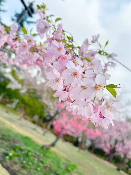 🩵本日もー🩵/ルリ【弘前】