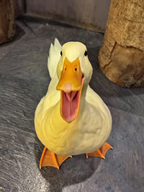 ルシールのお兄さん💖