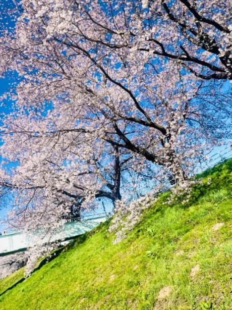 体験　ゆい素敵な女の子は好きですか?