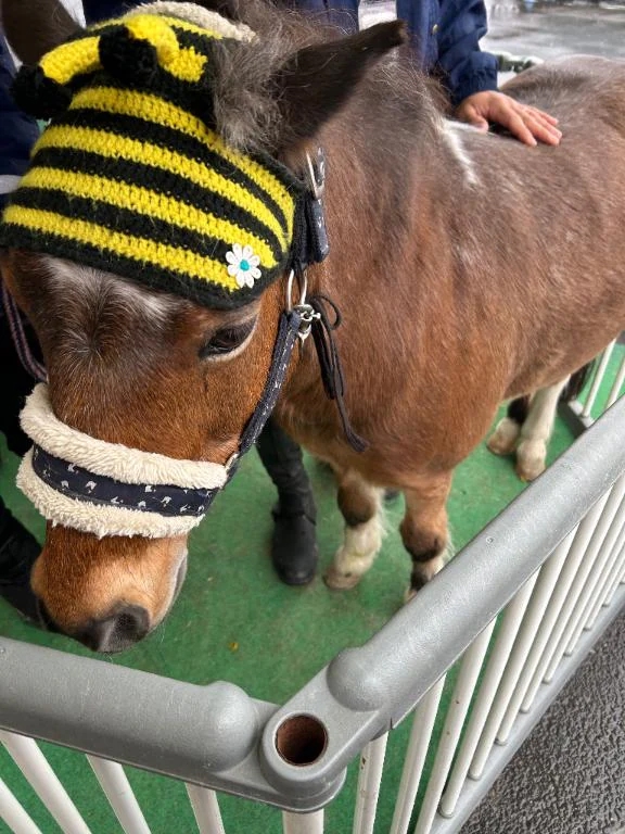 なな宮城仙南ちゃんこ