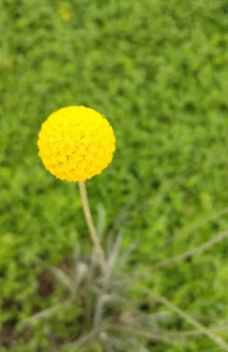 こんにちは/みれい