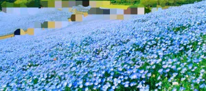 青いお花の絨毯のよう/あやの 奥様