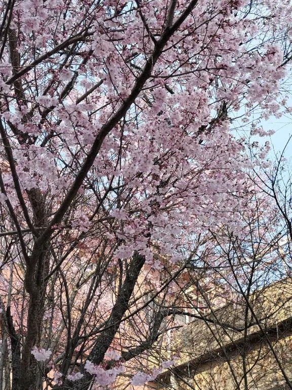 シオン人妻生レンタルーNTRー