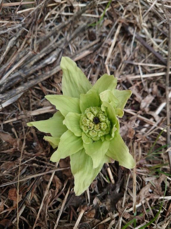 久美子マダム DOLCE