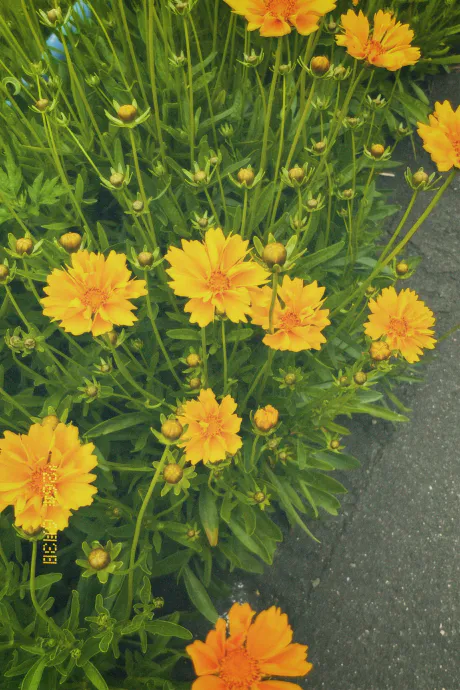 おはよ～🍎/ゆあ《青森》