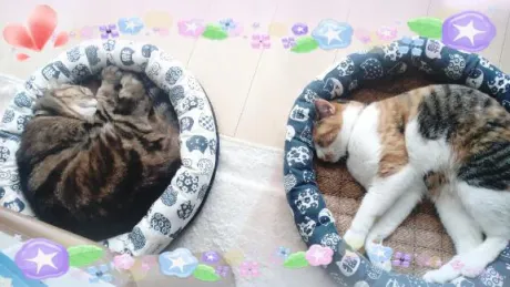 ちかげのブログ 今日は『わんにゃんの日』♪