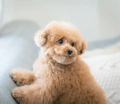 かすみ宮城仙南ちゃんこ