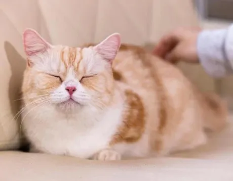 かすみ宮城仙南ちゃんこ