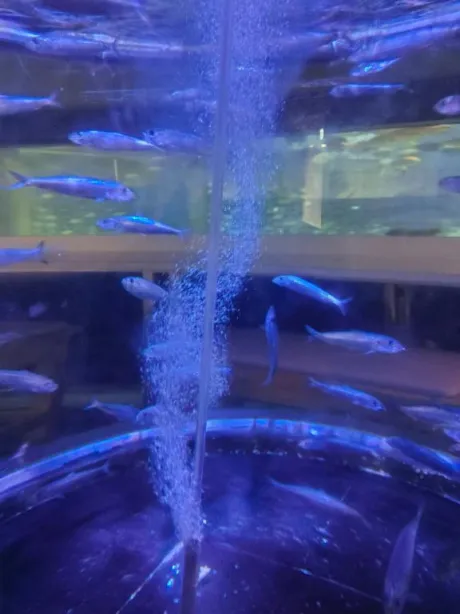 女の日になってしまいました💦/めぐみ(青森)