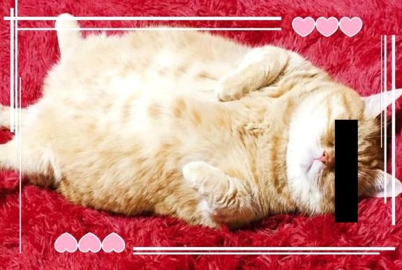 杉原（すぎはら）熟女屋本舗