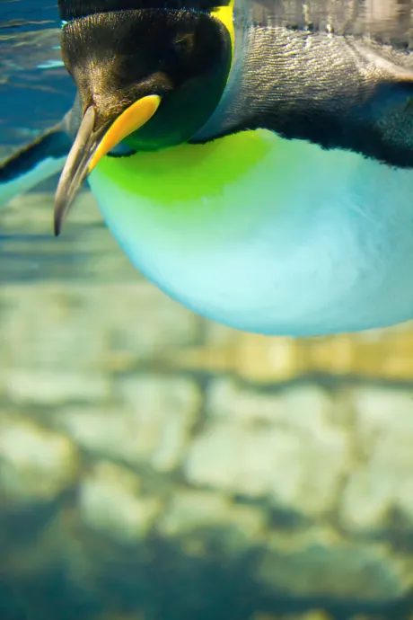 今日は・・🐧/業界初まりん(弘前)