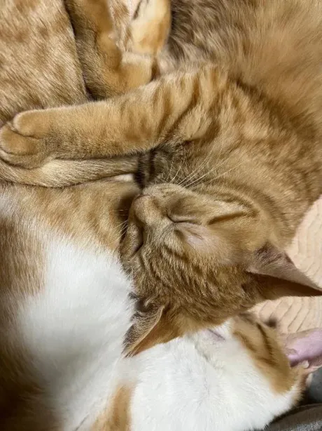 みさきのブログ 今から寝ます😅