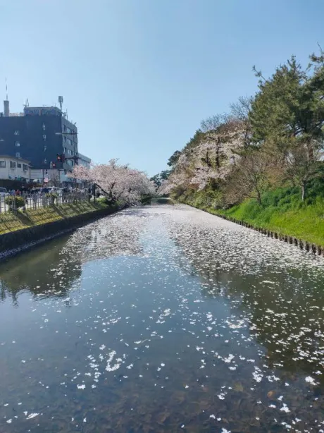 咲くLove/つやか✩弘前