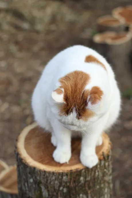 /つばさ【弘前黒石】