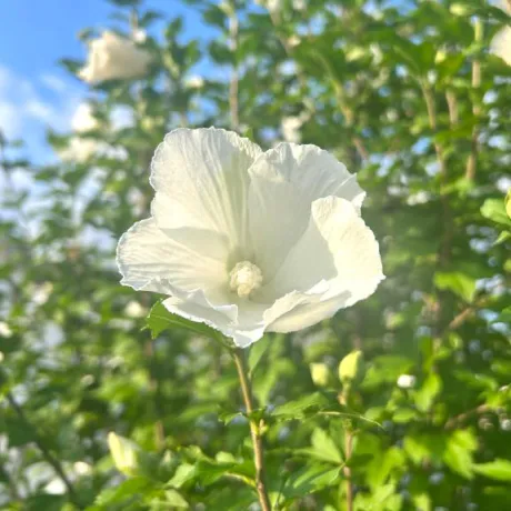 みなみ奥様メモリアル