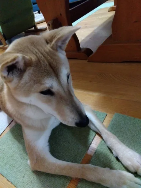 みお弘前黒石ちゃんこ