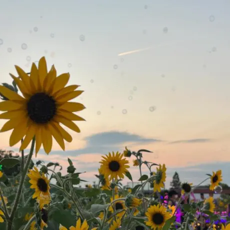 🌻