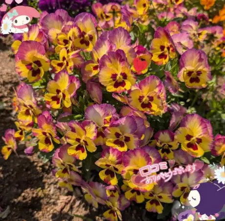 【お礼写メ日記】かぁくん　！　😌/紗羅[さら]