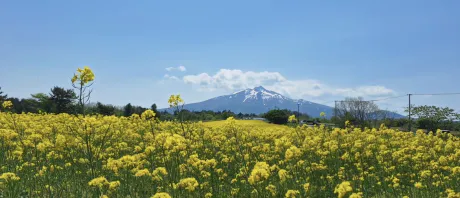 ありがとう🌼/ほのか【青森大釈迦】
