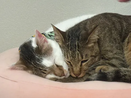 明日は出勤予定です♡/えま【青森弘前五所】