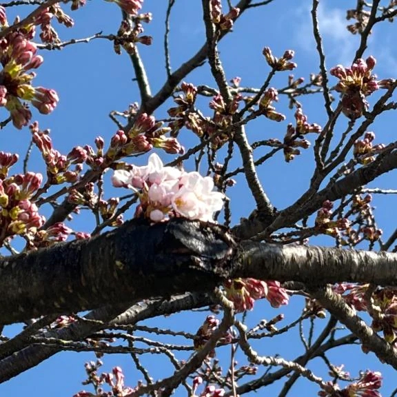 えな弘前4/2入店のブログ ありがとう