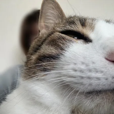 のんびり🐱