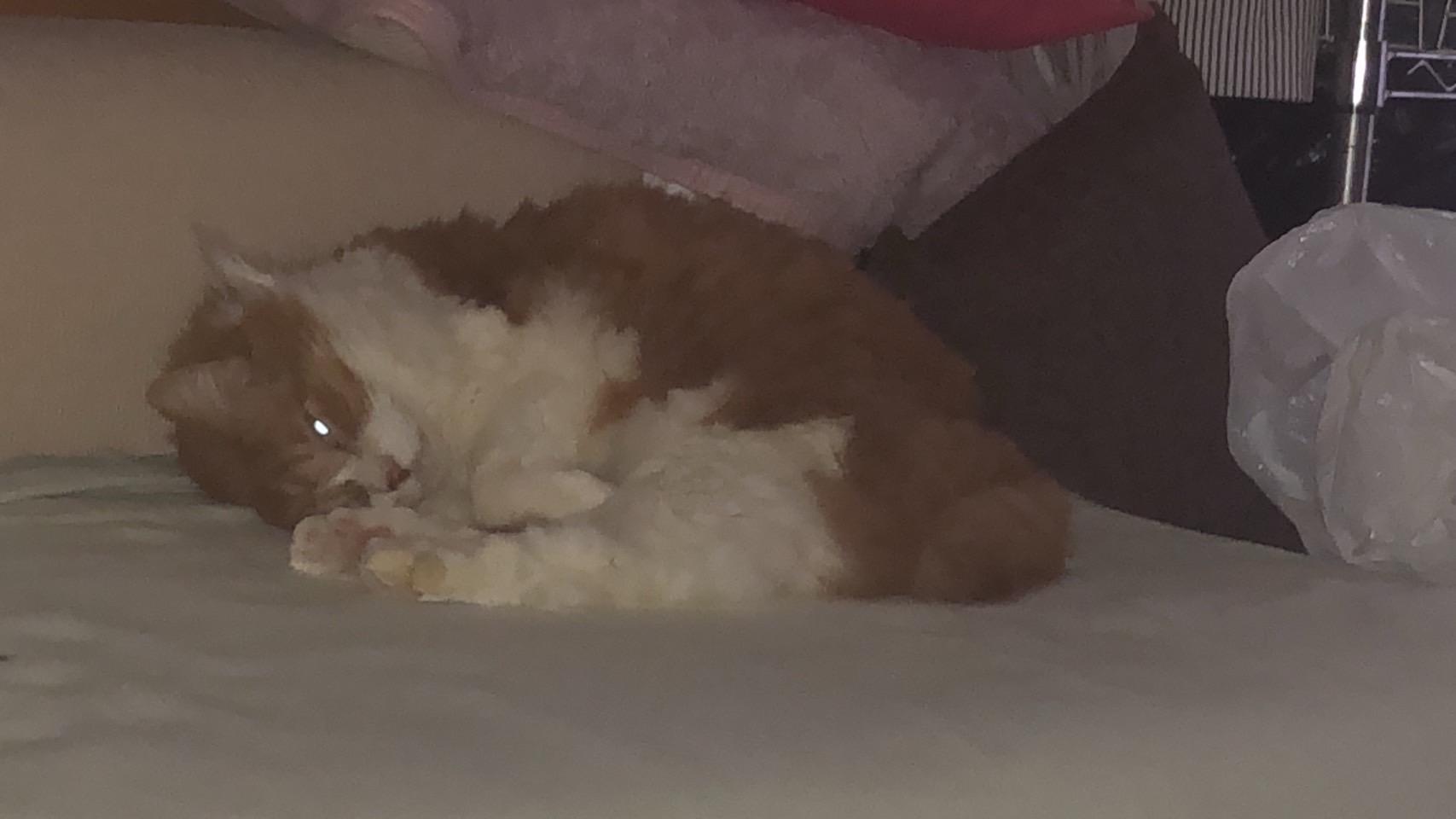 我が家の