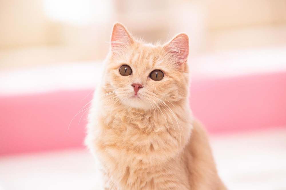 ありがとう ( * ・ω・) ノ